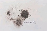 藏品(日本立碗苔)的圖片